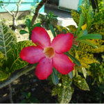 Chaque fleur de cette vie ………………
