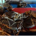 Crabes frais pêchés