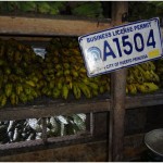 La licence indispensable pour vendre