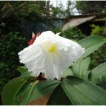 Chaque fleur …