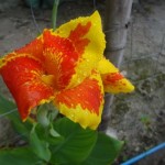 Chaque fleur de cette vie ………