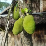 Ici il l’appelle le Jackfruit, 30kgs au maxi, c’est bon
