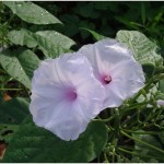 Chaque fleur …………	
