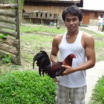Tiens un coq de combat !!!