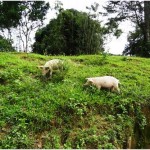 Sont bons les cochons ici, pis zont de la place