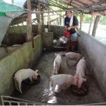 Ma gentille éleveuse de porcs